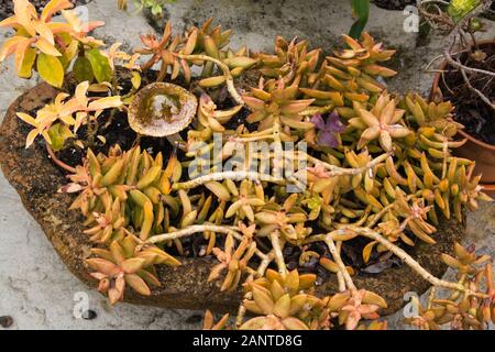 Nahaufnahme von Sedum - Stonecrop Sukulente Pflanze im Vogelbad Pflanzgefäß im Garten im Garten im Garten im Sommer Stockfoto