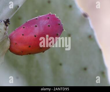 Kaktusbirne, auch Indische Feige opuntia, Kaktusbirne und rückenloser Kaktus genannt, im lateinischen Opuntia ficus-indica, Nahaufnahme, Blatt und rippte violette Frucht Stockfoto