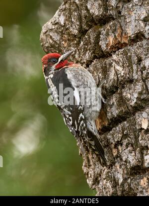 Hybrid Red-naped x Red-breasted Sapsucker, Sacramento County California Stockfoto