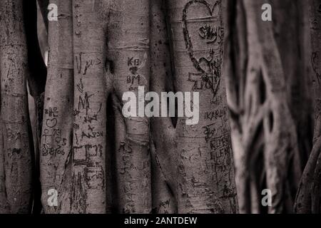 Liebhaber Namen und Liebesherzen, die in die Luftwurzeln eines Moreton Bay Feigenbaums in einem Brisbane Park gehauen wurden, lieben Schnitzereien, die die aktuellen Liebesschlösser vordatieren Stockfoto