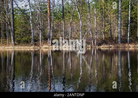 Frühjahr, Küste von See, Wald ohne Blätter im Wasser des Sees spiegeln Stockfoto