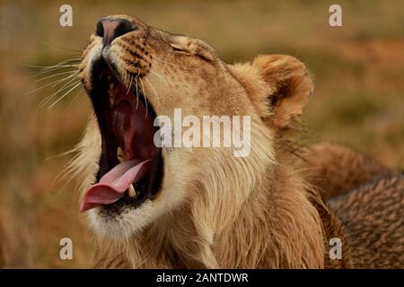 Juvenile männliche Löwe (Panthera leo) Gähnen in der Drakenstein Lion Park, Klapmuts, Provinz Western Cape, Südafrika. Stockfoto