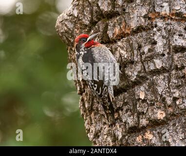 Hybrid Red-naped x Red-breasted Sapsucker, Sacramento County California Stockfoto