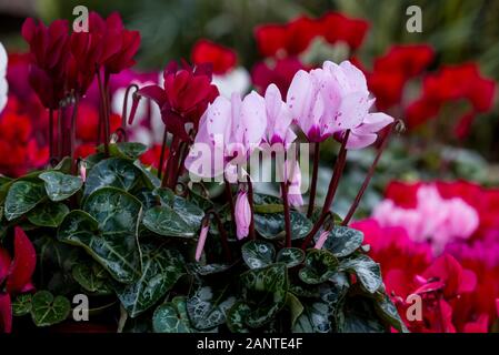 Winter Blumen: cyclamen Blumen im Gewächshaus, close-up Stockfoto