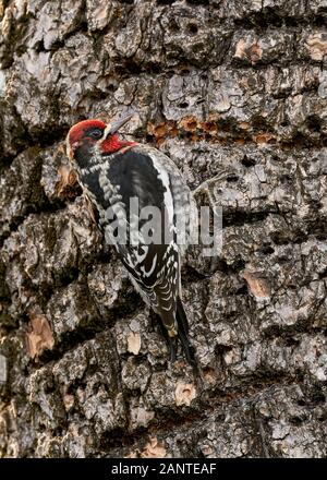 Hybrid Red-naped x Red-breasted Sapsucker, Sacramento County California Stockfoto