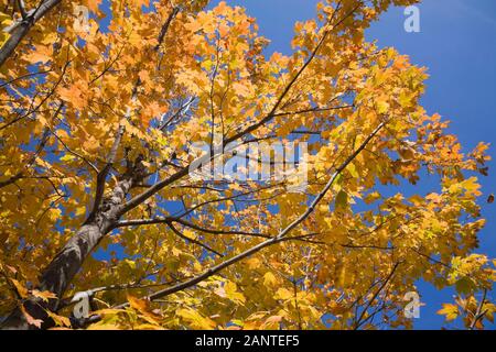 Gelb und orange Acer - Ahornbaum Äste und Blätter gegen einen blauen Himmel im Herbst Stockfoto