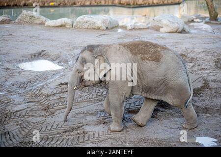 Elefant im Zoo von Kopenhagen Stockfoto