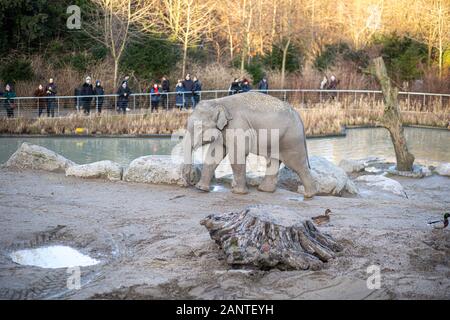 Elefant im Zoo von Kopenhagen Stockfoto