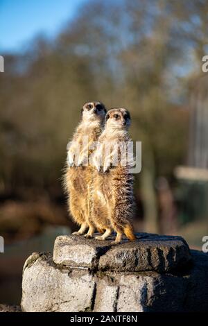 Erdmännchen im Zoo von Kopenhagen Stockfoto