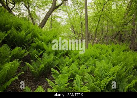 Wald von Pteridophyta - Fern Pflanzen und Laubbäume im Hinterhof Landgarten im Frühjahr Stockfoto