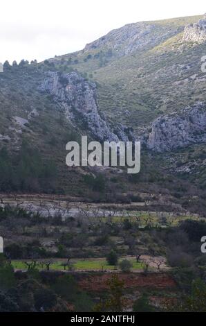 Trockenmauern terrassenförmige Mandelbäume in der Nähe des Dorfes Castell de Castells (La Marina, Alicante, Südspanien) Stockfoto