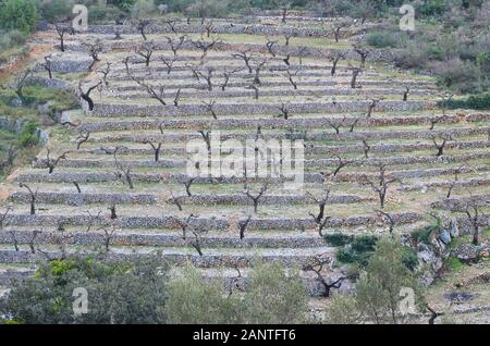 Trockenmauern terrassenförmige Mandelbäume in der Nähe des Dorfes Castell de Castells (La Marina, Alicante, Südspanien) Stockfoto