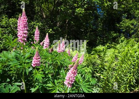 Nahaufnahme von rosa Lupinus - Lupinenblüten an der Gartengrenze im späten Frühjahr Stockfoto