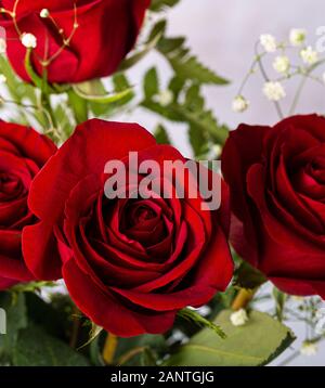 Nahaufnahme einer Anordnung von schöne rote Rosen Stockfoto