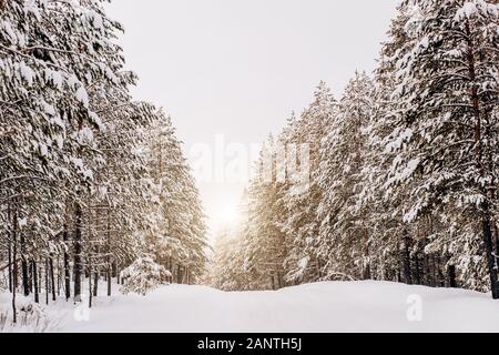 Winterlandschaft mit hohen, grünen Bäumen, Kiefern, Schnee und Weg im Wald unterwegs. Stockfoto