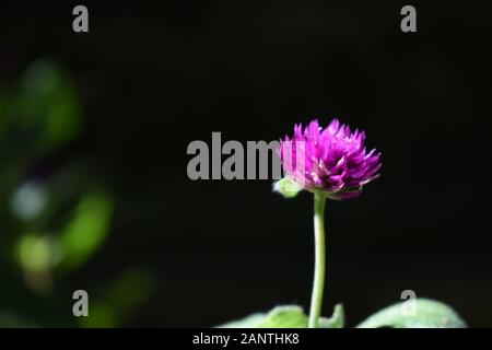 Nahaufnahme Foto von Globe amaranth Blume (Bachelor taste Blume) mit verschwommenen dunklen Hintergrund. Surakarta, Indonesien. Stockfoto