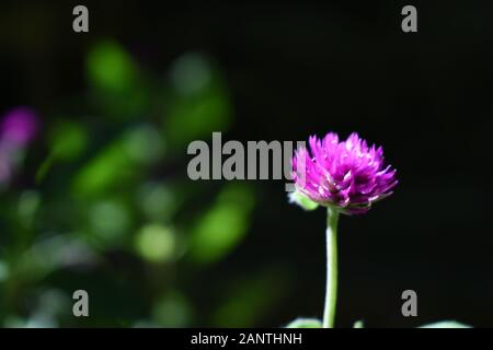 Nahaufnahme Foto von Globe amaranth Blume (Bachelor taste Blume) mit verschwommenen dunklen Hintergrund. Surakarta, Indonesien. Stockfoto