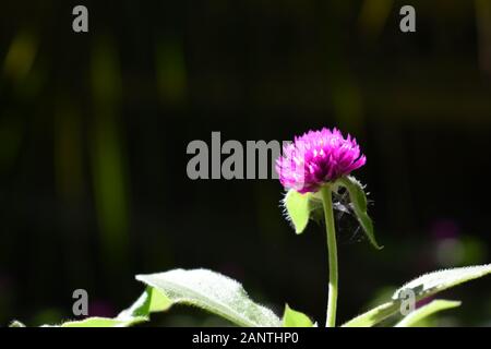 Nahaufnahme Foto von Globe amaranth Blume (Bachelor taste Blume) mit verschwommenen dunklen Hintergrund. Surakarta, Indonesien. Stockfoto