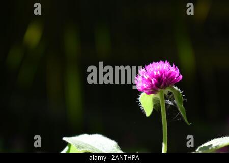 Nahaufnahme Foto von Globe amaranth Blume (Bachelor taste Blume) mit verschwommenen dunklen Hintergrund. Surakarta, Indonesien. Stockfoto