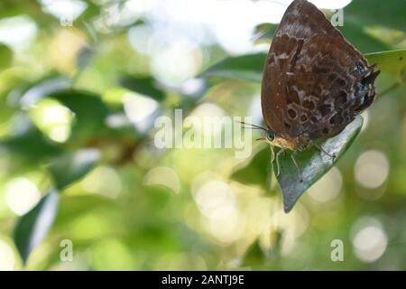 Ein Nahaufnahme-Foto von grünem Oakbluesschmetterling (Arhopala), der auf einem grünen Blatt thront. Surakarta, Indonesien. Stockfoto