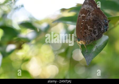 Ein Nahaufnahme-Foto von grünem Oakbluesschmetterling (Arhopala), der auf einem grünen Blatt thront. Surakarta, Indonesien. Stockfoto