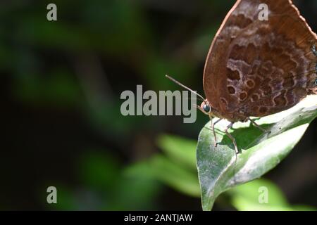 Ein Nahaufnahme-Foto von grünem Oakbluesschmetterling (Arhopala), der auf einem grünen Blatt thront. Surakarta, Indonesien. Stockfoto