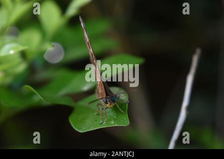 Ein Nahaufnahme-Foto von grünem Oakbluesschmetterling (Arhopala), der auf einem grünen Blatt thront. Surakarta, Indonesien. Stockfoto