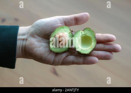 Hand mit einem Reif baby Avocado aufschneiden. Stockfoto