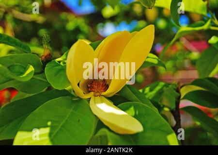 Magnolia Branch mit großen Blüten mit gelben Blüten und Blätter auf einer Feder sonnigen Tag Stockfoto