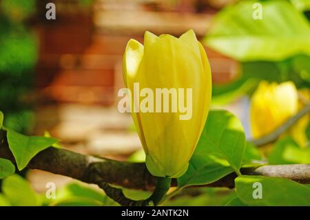 Magnolia Branch mit großen Blüten mit gelben Blüten und Blätter auf einer Feder sonnigen Tag Stockfoto