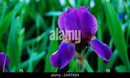 Iris Blumen und Blüten sowie deren Knospen, mit zarten violetten und weißen Blütenblättern und einem gelben Zentrum in ein Blumenbeet mit grünen Blättern Stockfoto