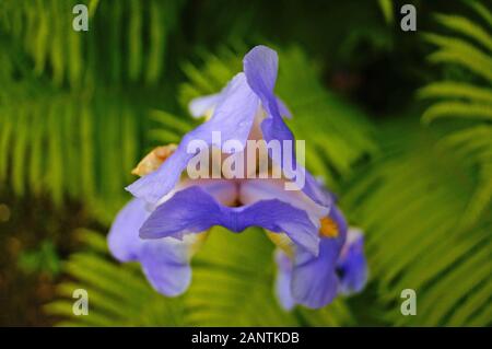 Iris Blumen und Blüten sowie deren Knospen, mit zarten violetten und weißen Blütenblättern und einem gelben Zentrum in ein Blumenbeet mit grünen Blättern Stockfoto