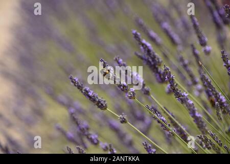 Schöner Lavendel in der Senanque Abbey, Provence, Südfrankreich Stockfoto