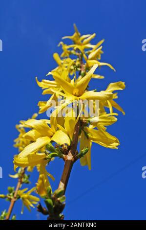 Forsythia Zweig mit zarten gelben Blüten auf einem Hintergrund von blauen Himmel an einem Frühlingstag Stockfoto