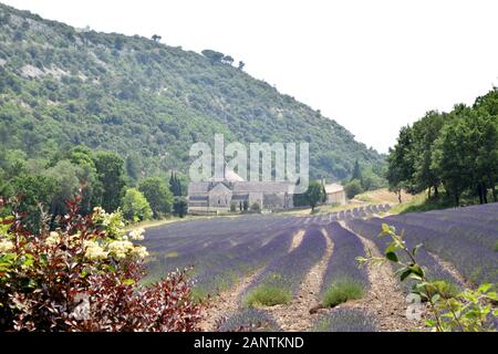 Schöner Lavendel in der Senanque Abbey, Provence, Südfrankreich Stockfoto