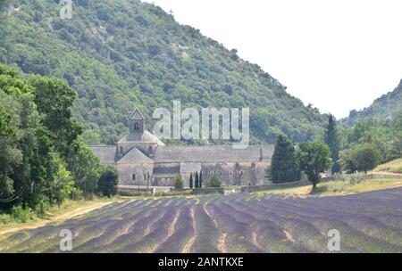 Schöner Lavendel in der Senanque Abbey, Provence, Südfrankreich Stockfoto