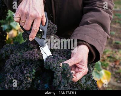 Frau, die Grünkohl-Blätter von einer deutschen Sorte namens Lippische Palme erntet. Stockfoto