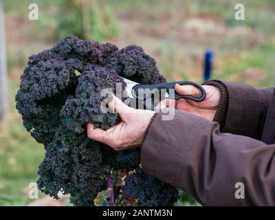 Frau, die Grünkohl-Blätter von einer deutschen Sorte namens Lippische Palme erntet. Stockfoto