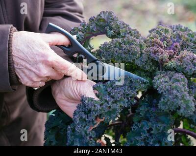 Frau, die Grünkohl-Blätter von einer deutschen Sorte namens Lippische Palme erntet. Stockfoto