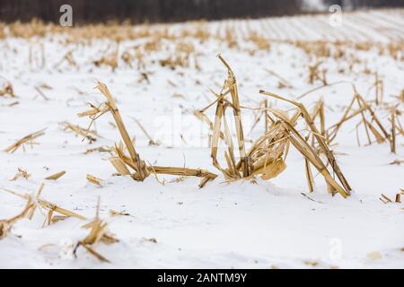 Nahaufnahme des schneebedeckten geernteten Maisfeldes im Winter mit goldbraunen Maisstängeln, Stoppeln und Maisschrott Stockfoto