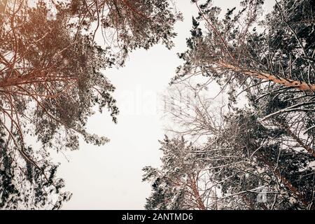 Tops von schönen Bäumen gegen die weißen Himmel im Winter im Wald Stockfoto
