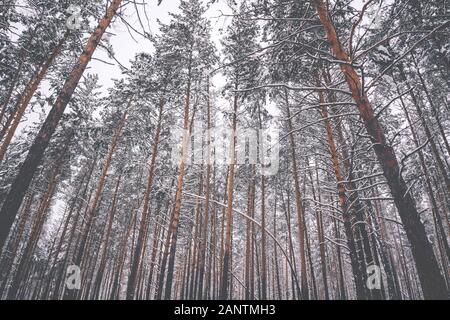 Schönen hohen Kiefern im Winter im Wald, in den Hintergrund der Bäume in der Natur Stockfoto