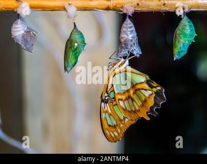 Malachit Schmetterling aus dem Kokon, Verpuppung, Entomoculture Hintergrund Stockfoto