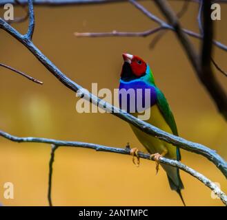 Nahaufnahme eines gouldian Finch sitzen auf dem Baum, bunten tropischen Vogel specie aus Australien Stockfoto