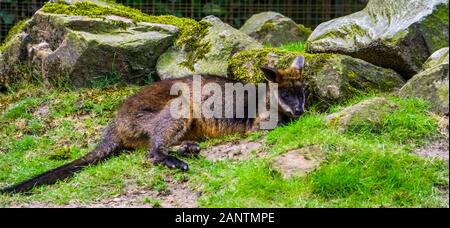 Nahaufnahme von swamp Wallaby auf dem Boden, tropischen Beuteltier aus Australien Stockfoto