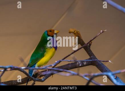 Gouldian Finch in Nahaufnahme, bunten tropischen Vogel specie aus Australien Stockfoto