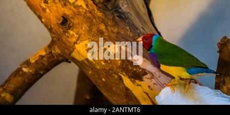 Rainbow Finch sitzt auf einem Ast, bunten tropischen Vogel specie aus Australien Stockfoto