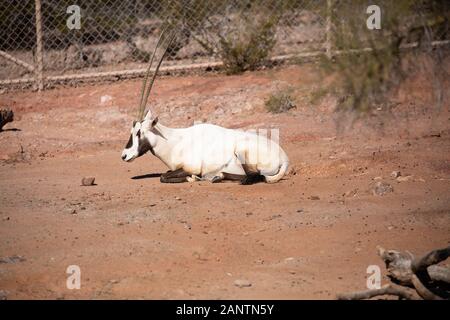 Arabische Oryx im Zoo von Phoenix, Arizona, USA Stockfoto