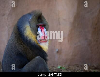 Mandrill Primaten im Zoo von Phoenix, Arizona, USA Stockfoto