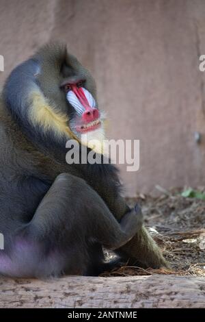 Mandrill Primaten im Zoo von Phoenix, Arizona, USA Stockfoto